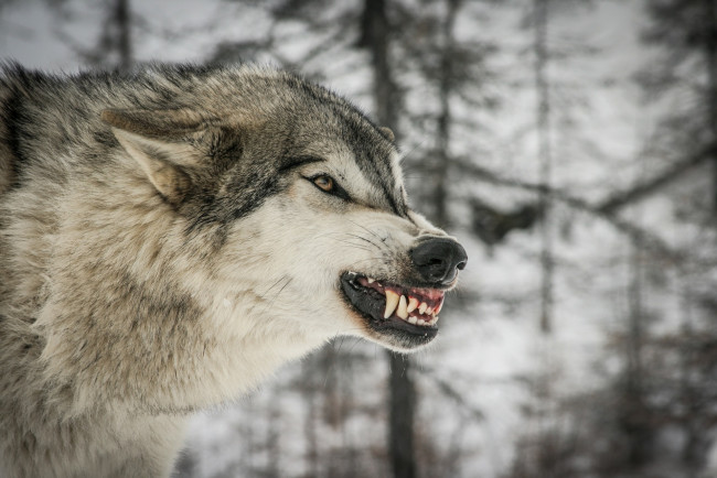 Обои картинки фото животные, волки,  койоты,  шакалы, клыки, пасть, угроза, ярость, злость, оскал, профиль, морда, хищник, волк