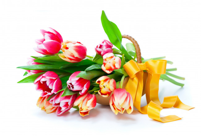 Обои картинки фото цветы, тюльпаны, белый, фон, корзина, бантик