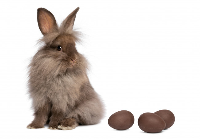 Обои картинки фото животные, кролики,  зайцы, шоколадные, яйца, серый, зайка, белый, фон