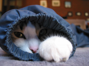 Картинка животные коты кот ковер рукав одежда лапа голова