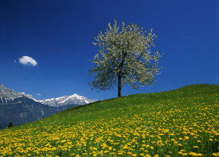 Картинка природа деревья цветы горы небо луг дерево австрия одуванчики