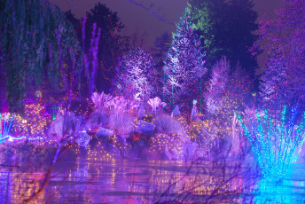 Картинка праздничные новогодние+пейзажи деревья огни ночь украшения парк гирлянды новый год