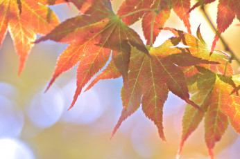 Картинка природа листья макро осень