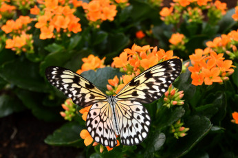 Картинка животные бабочки +мотыльки +моли макро бабочка крылья цветы