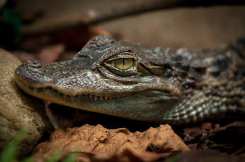 Картинка животные крокодилы глаз крокодил