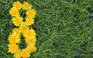 обоя праздничные, международный женский день - 8 марта, 8, марта, женский, день, зеленой, одуванчики, травы, цветы, желтые, на, фоне