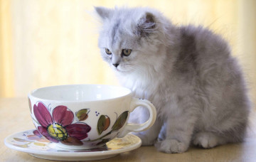 Картинка животные коты пушистый чашка котенок