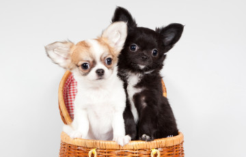 Картинка животные собаки щенки корзина милые чихуахуа