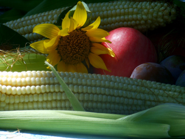 Обои картинки фото еда, фрукты и овощи вместе, кукуруза