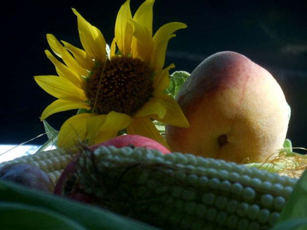 Обои картинки фото еда, фрукты и овощи вместе, кукуруза, цветок, персик, подсолнух
