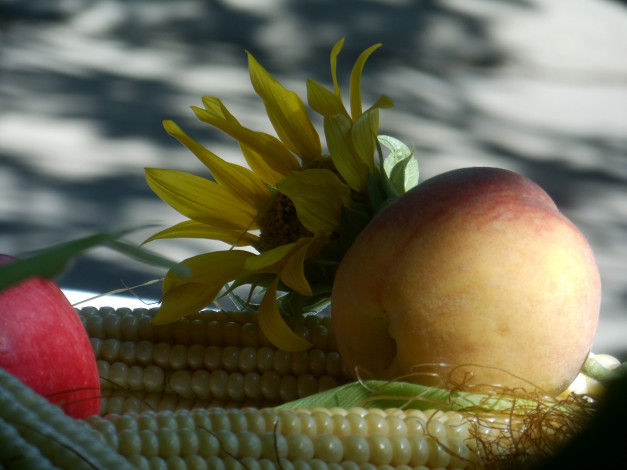 Обои картинки фото еда, фрукты и овощи вместе, персик, кукуруза, подсолнух, цветок