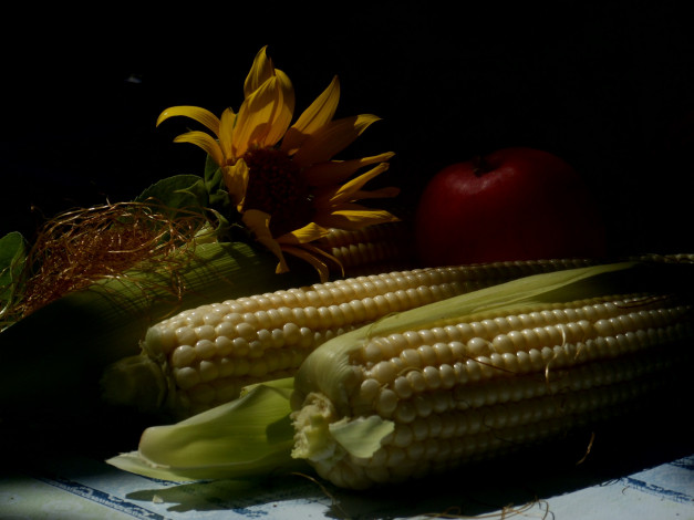 Обои картинки фото еда, кукуруза, подсолнух, цветок