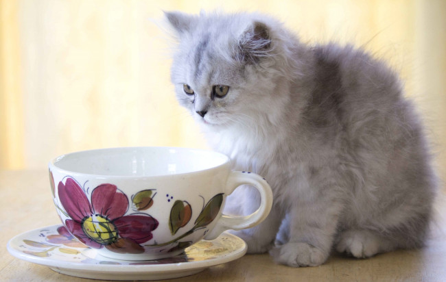 Обои картинки фото животные, коты, пушистый, чашка, котенок