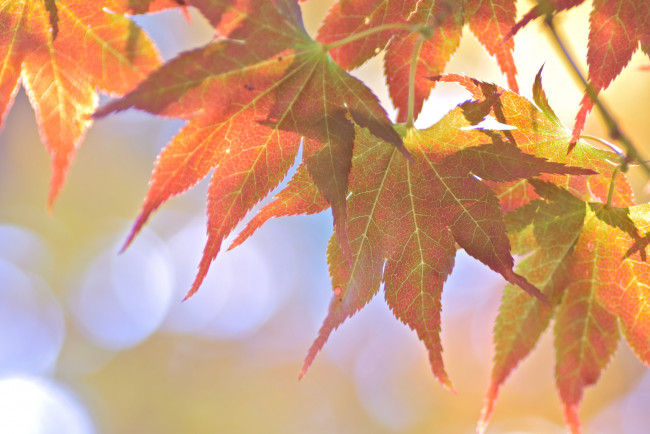 Обои картинки фото природа, листья, макро, осень