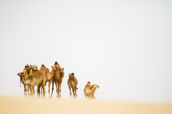 Обои картинки фото животные, верблюды, пустыня, песчаная, буря