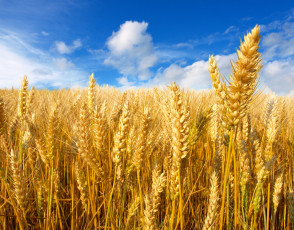 Картинка природа поля небо колосья облака солнце желтые поле пшеница