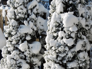 Картинка природа зима забор снег деревья