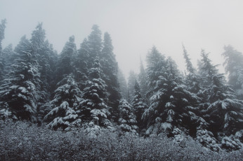 Картинка природа лес ёлки деревья снег зима