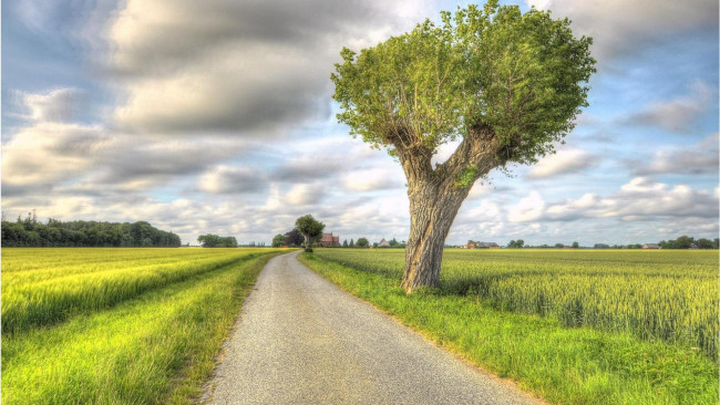 Обои картинки фото природа, дороги, поле, дорога, деревья, пейзаж
