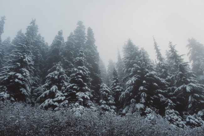 Обои картинки фото природа, лес, ёлки, деревья, снег, зима