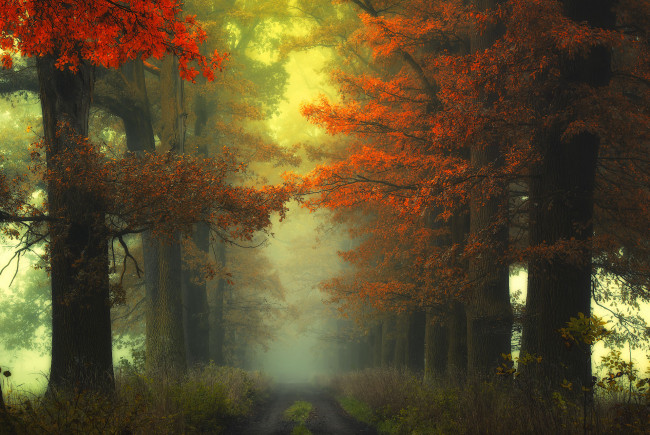 Обои картинки фото природа, дороги, лес, дорога