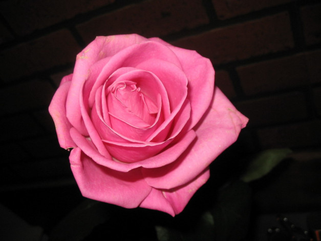 Обои картинки фото роза, ната, цветы, розы