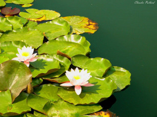 Картинка piante acquatiche цветы лилии водяные нимфеи кувшинки