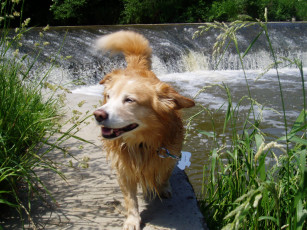 Картинка животные собаки вода пес ошейник