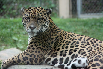 Картинка животные Ягуары ягуар серьёзный взгляд лапы морда