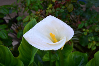 Картинка цветы каллы белый капли