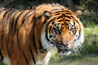 Картинка животные тигры взгляд морда тигр
