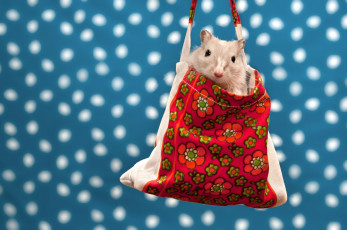 Картинка животные крысы мыши песчанка мешок