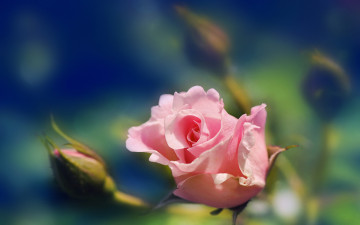 Картинка цветы розы нежность бутон