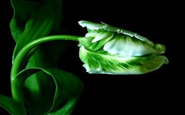 Картинка цветы тюльпаны зеленый