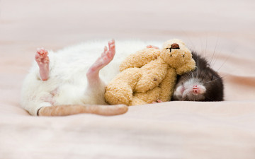 Картинка животные крысы мыши грызун лапки спит игрушка мишка