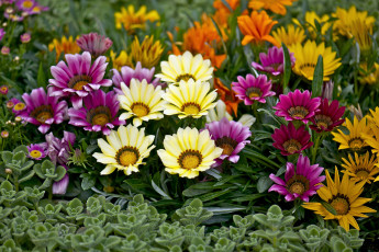 Картинка цветы газания разноцветный