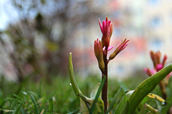 Картинка цветы гиацинты весна бутоны гиацинт