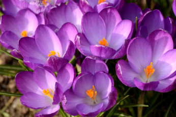 Картинка цветы крокусы весна фиолетовый