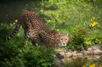 Картинка животные гепарды кошка водопой