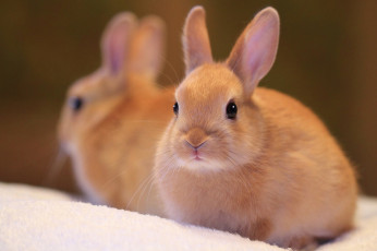 Картинка животные кролики зайцы кролик