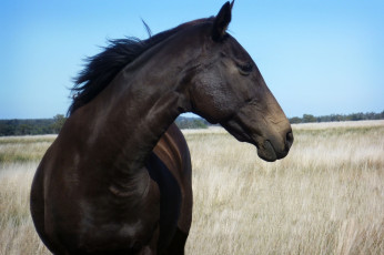 Картинка животные лошади конь бурый