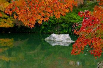 Картинка природа листья река китай