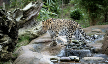 Картинка животные леопарды вода кошка амурский леопард