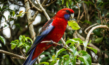Картинка животные попугаи ветки красная розелла дерево листья