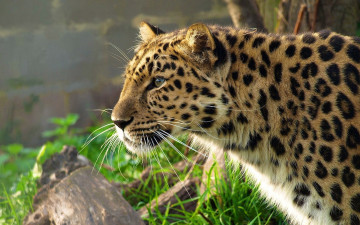 Картинка животные леопарды амурский леопард профиль кошка