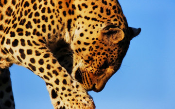Картинка животные леопарды кошка умывается