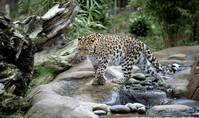 Обои картинки фото животные, леопарды, вода, кошка, амурский, леопард