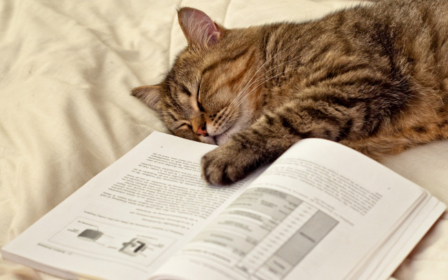 Обои картинки фото животные, коты, страницы, лапа, книга, кот, спит, лежит