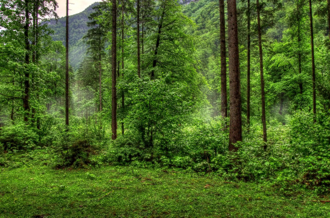 Обои картинки фото лес, природа, деревья, кусты