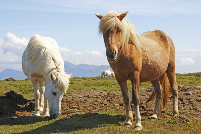 Обои картинки фото животные, лошади, кони, пастбище